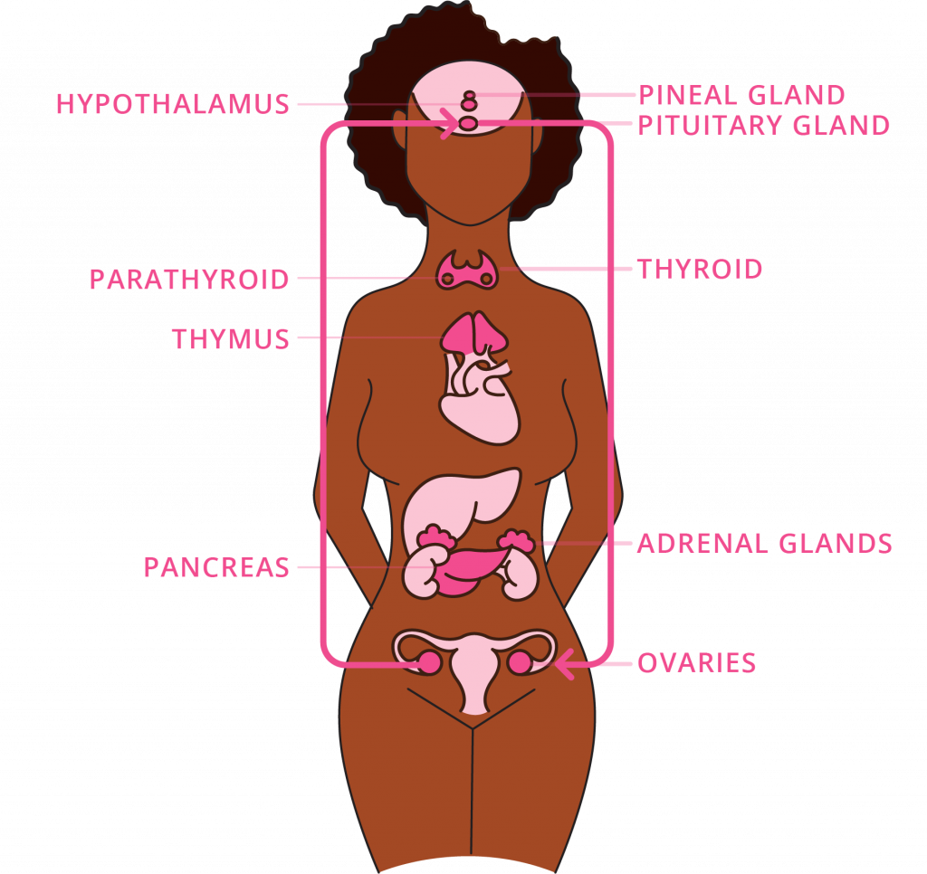 Endocrine System 11