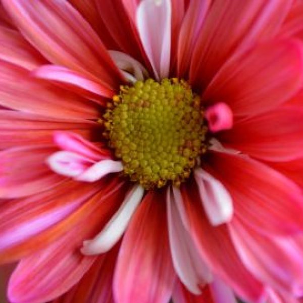 nature-flower-petal-pink-plant-close-up-daisy-colorful-macro-petals-flora-pistil-beautiful-pollen_t20_VRGN8P