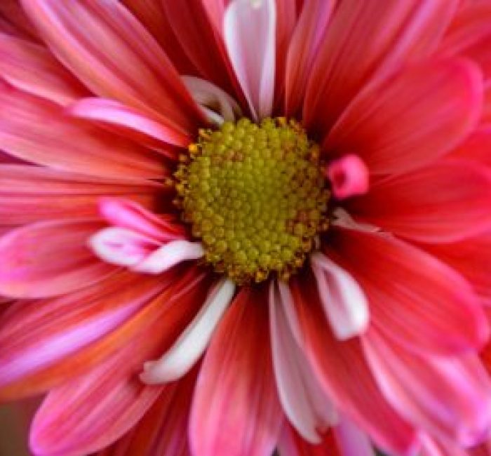 nature-flower-petal-pink-plant-close-up-daisy-colorful-macro-petals-flora-pistil-beautiful-pollen_t20_VRGN8P