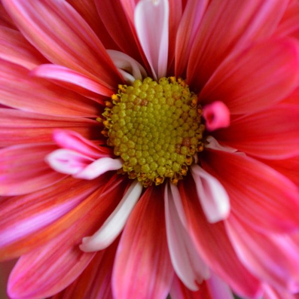 nature-flower-petal-pink-plant-close-up-daisy-colorful-macro-petals-flora-pistil-beautiful-pollen_t20_VRGN8P.jpg